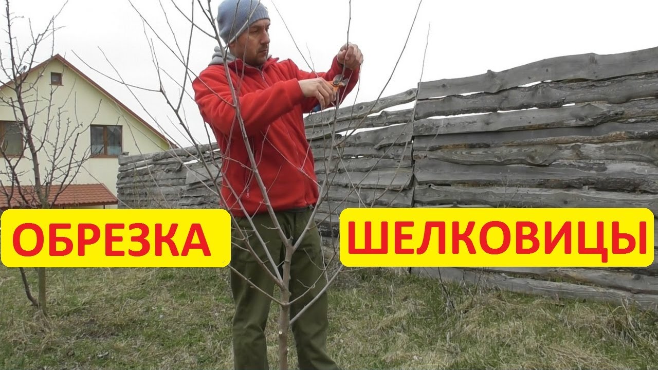 Обрезка шелковицы. Двухлетних и пятилетних деревьев. На конкретных примерах