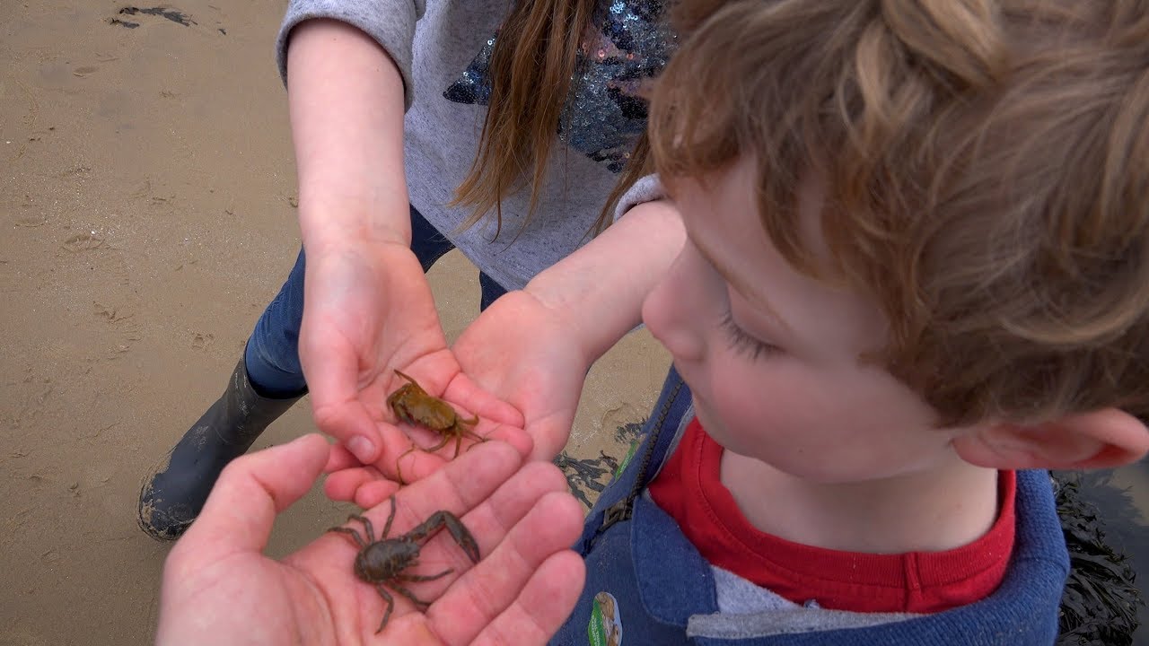 Rock Pools - West Runton Norfolk UK - Crabs, Squat Lobsters and a Goby