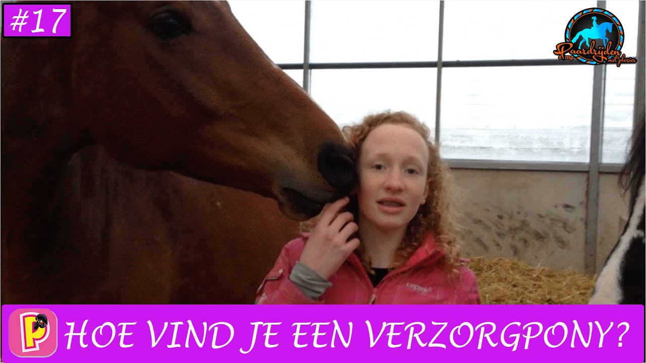 Hoe vind je een verzorgpony | Paard en paardrijden