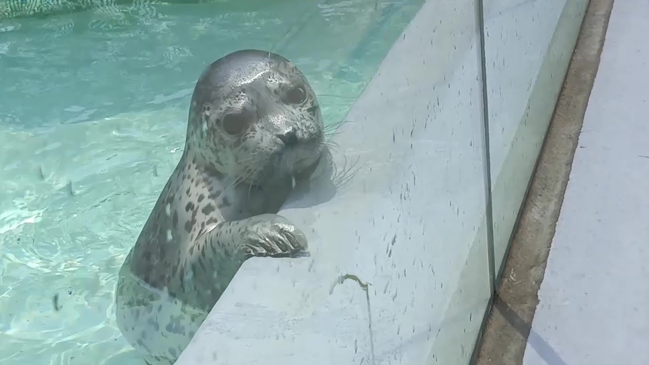 ゴマフアザラシ　生後2か月当時のおんぷちゃん【男鹿水族館GAO】