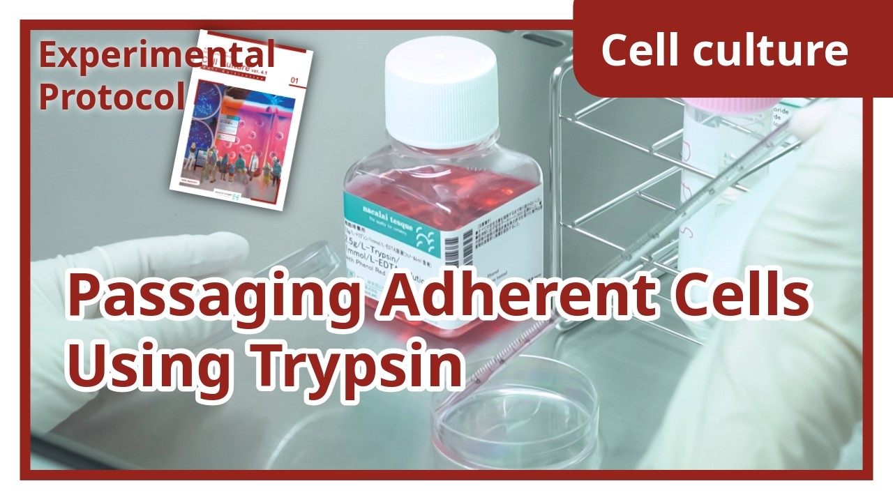 Passaging Adherent Cells Using Trypsin