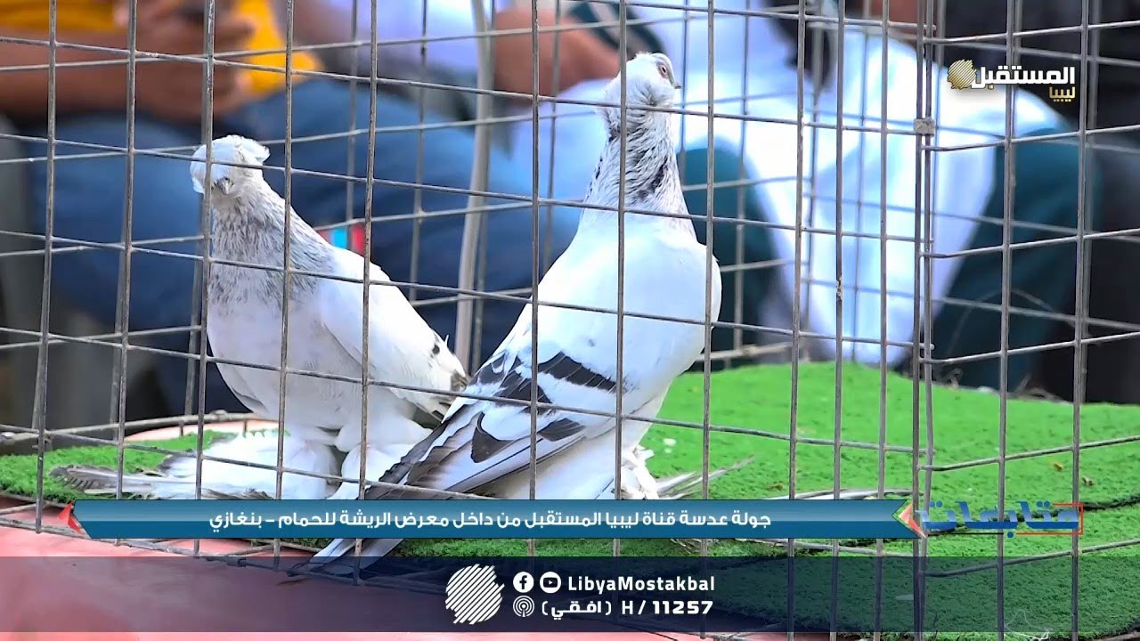 جولة عدسة قناة ليبيا المستقبل من داخل معرض 