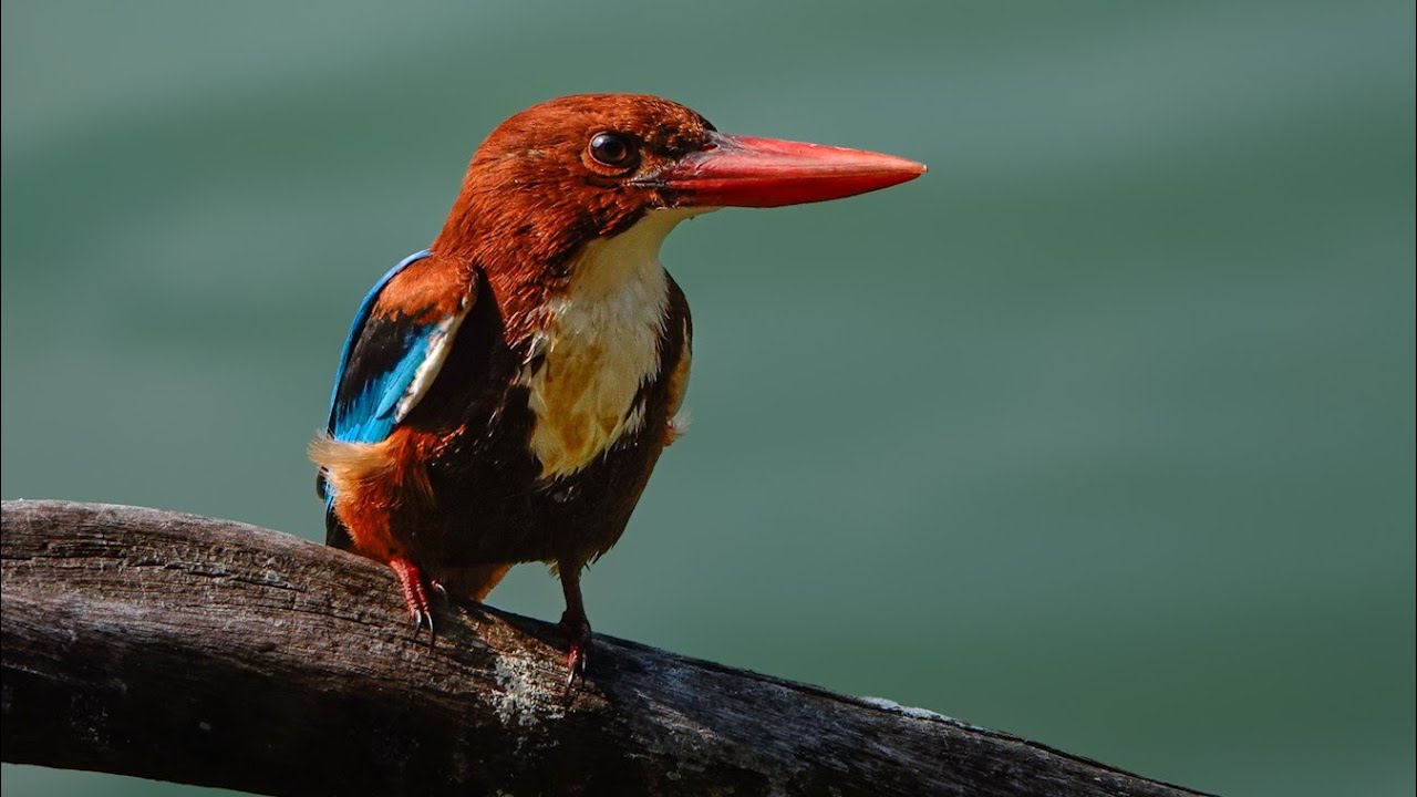 White-throated Kingfisher Bathing & Preening  