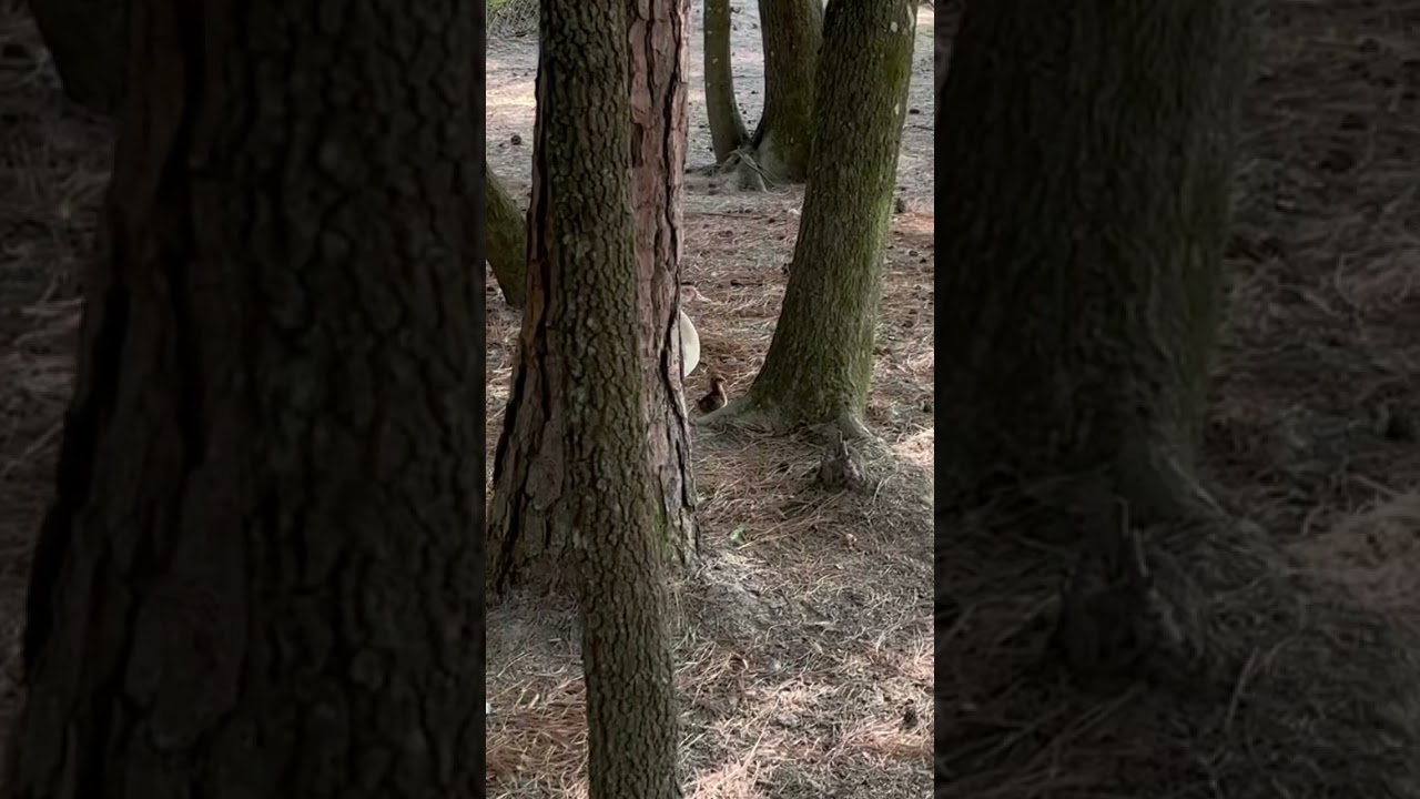 Updated video on the duck who adopted a chicken