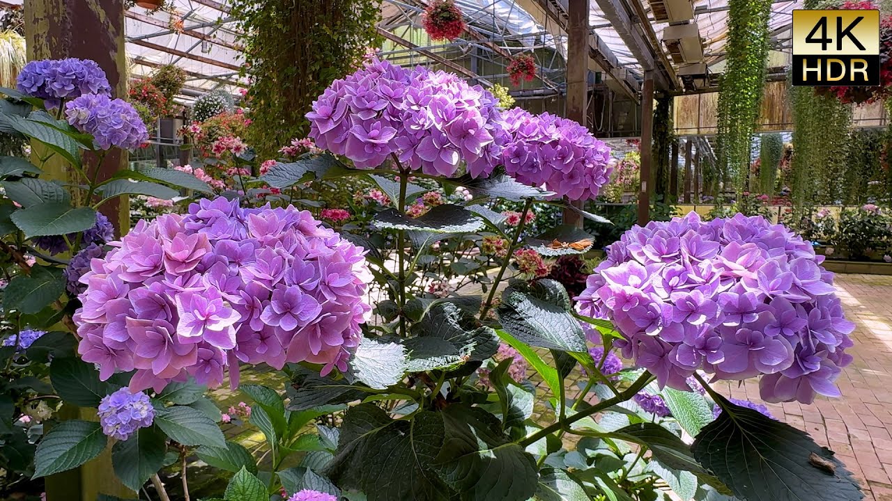 【4K Hydrangeas 】Hydrangeas native to Japan,These are the colors of Japan. これぞ日本の色　#4khdr