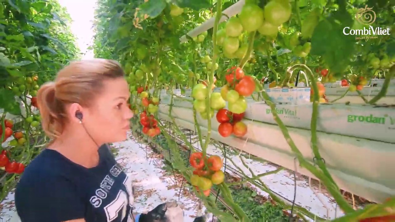 Werken bij CombiVliet