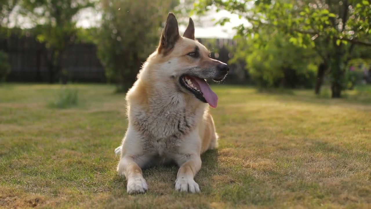 Flea and Tick Control services from Healthy Lawn