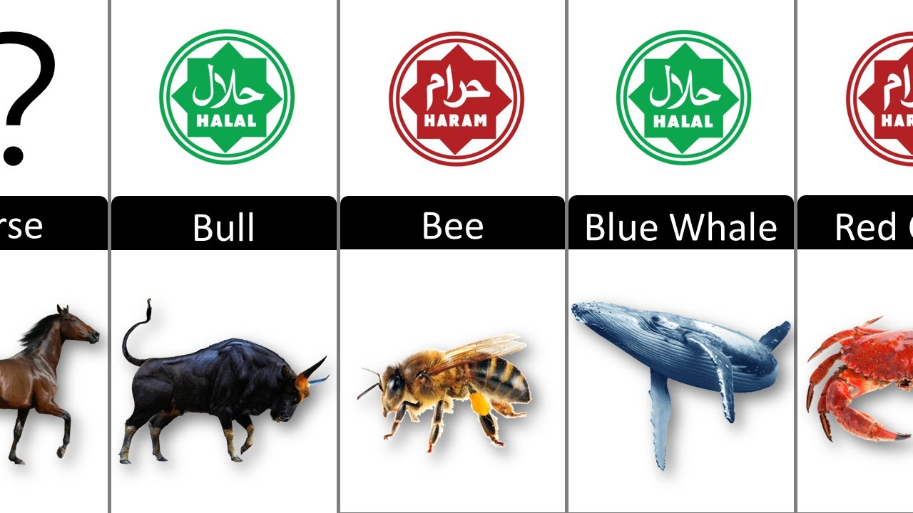 Halal And Haram Animals Meat In Islam | Halal Food