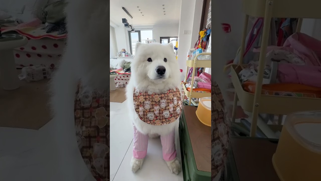 A Journey to Unleash the Majestic White Bear: A Samoyed's Tale