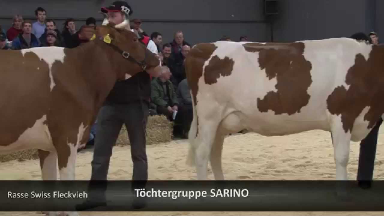 Jungkuhchampionat Thun 2015