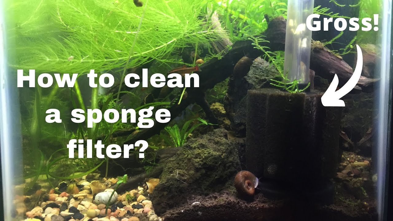 How to clean a sponge filter