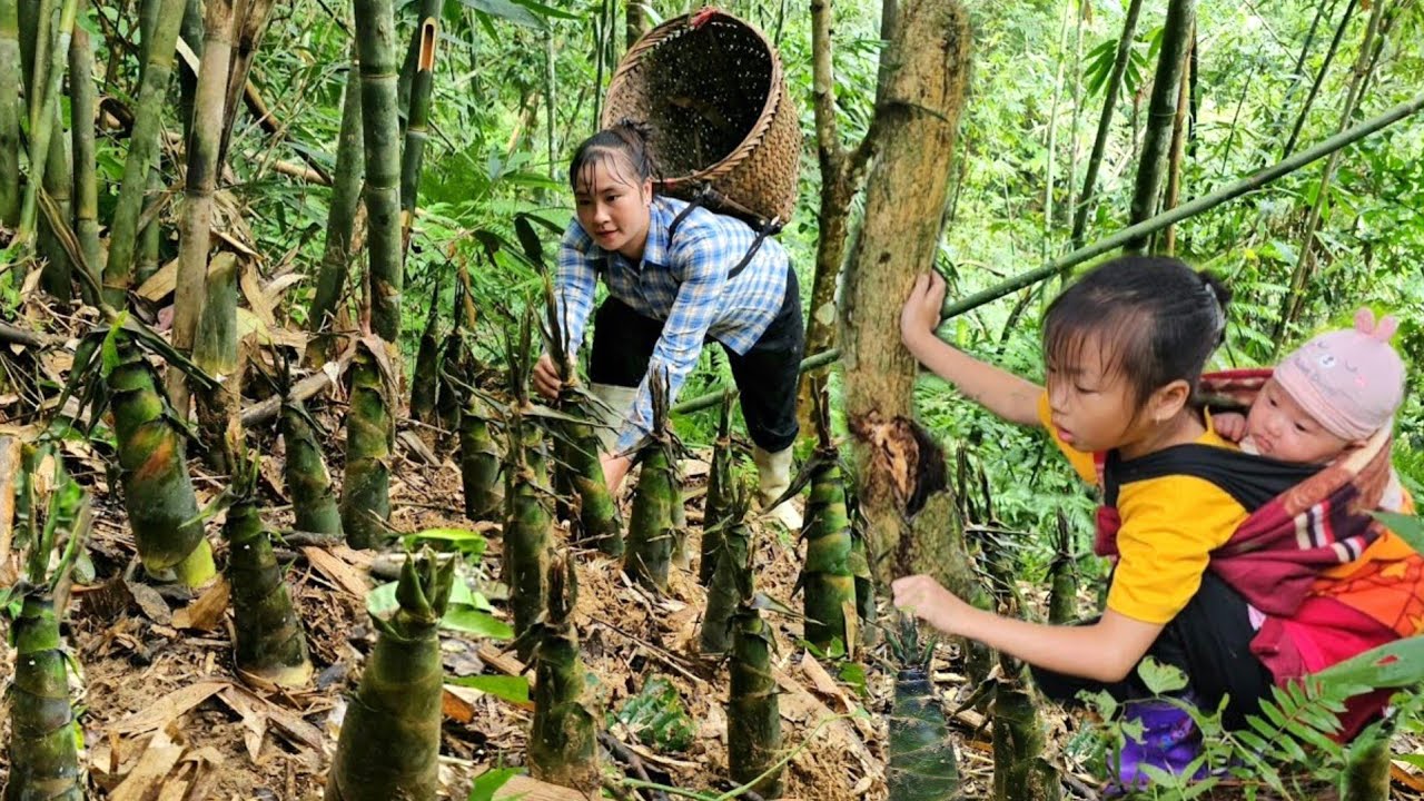 Old forest grows a lot of bamboo shoots - Harvest bamboo shoots to sell with daughter.