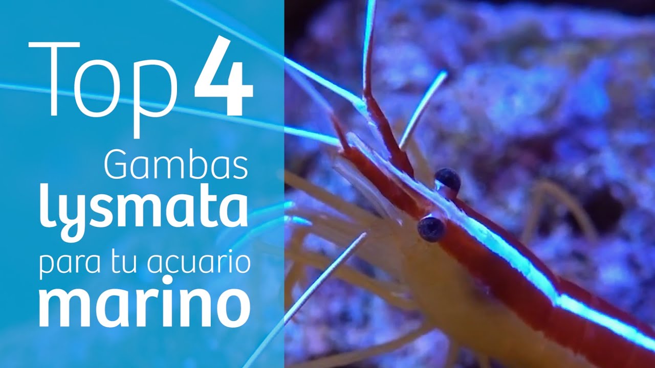 TOP 4️⃣ GAMBAS lysmata para acuario MARINO 🦐