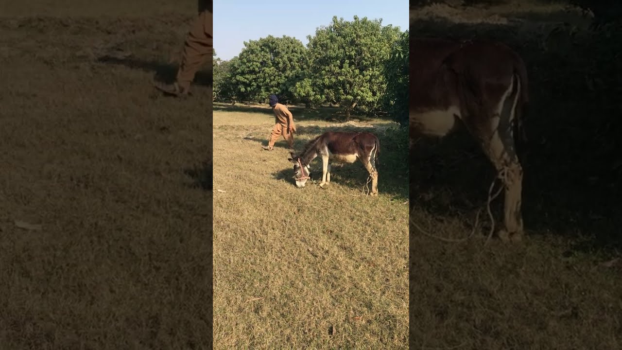 Oh no 😮😱man with dunky😱🤣🤣#trending #viral #funny #trend #meeting#dunkyvideo 