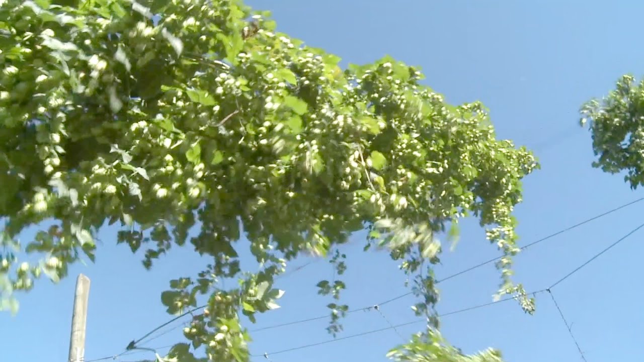 Hopfenernte im Tettnanger Hopfenanbaugebiet
