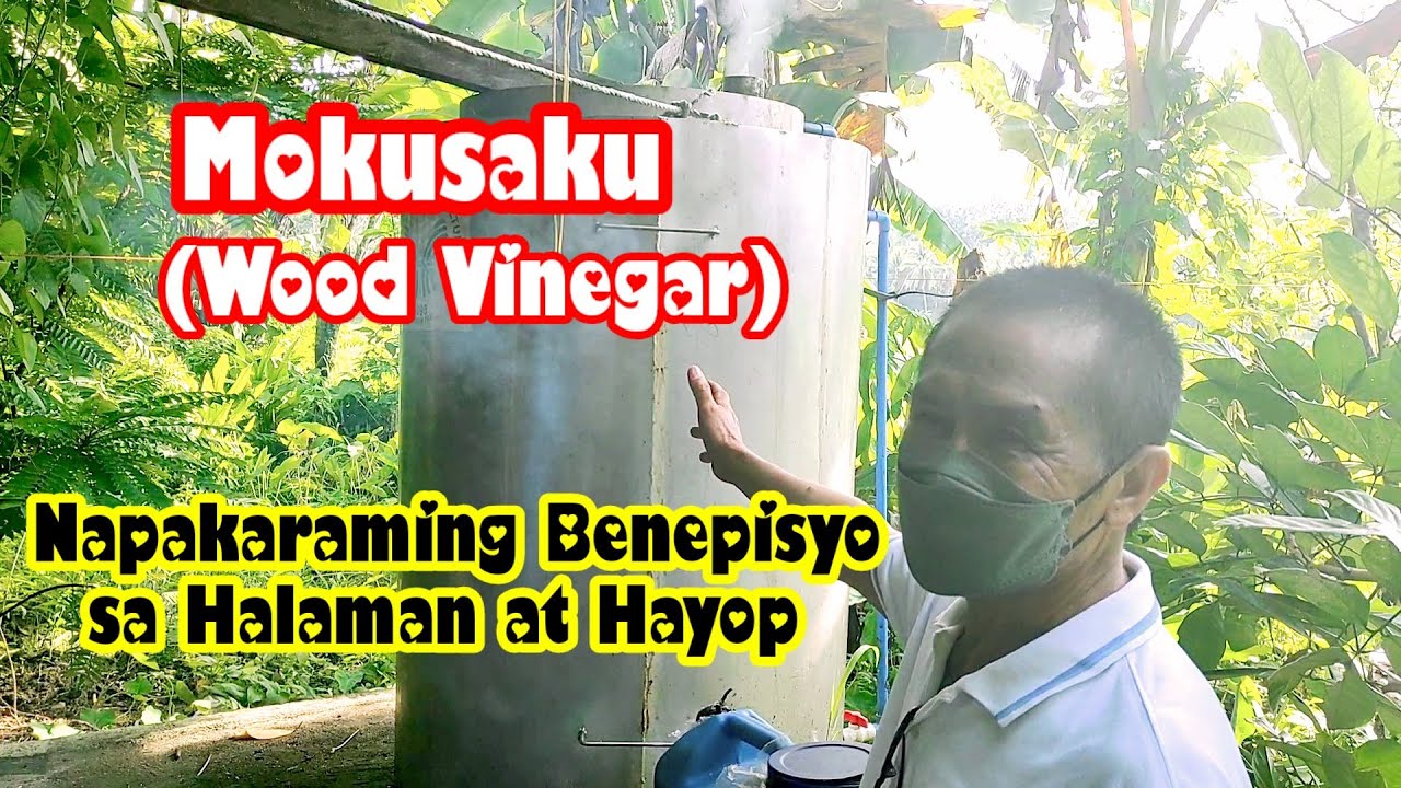 Mokusaku (Wood Vinegar) | Napakaraming Benepisyo sa Halaman at Hayop. | Napaka Epektibo!
