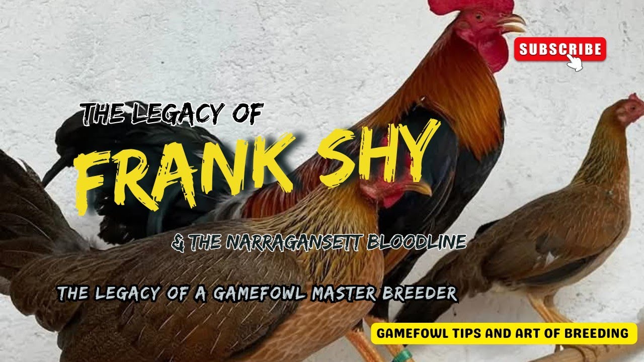Frank Shy & The Narragansett Bloodline | The Legacy of a Gamefowl Master Breeder