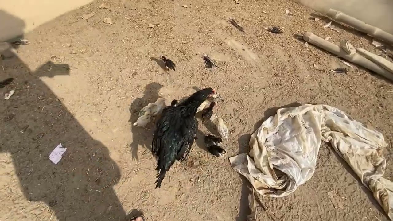 Sultan zakhmi ho giya 😭 // salo pet house daily routine