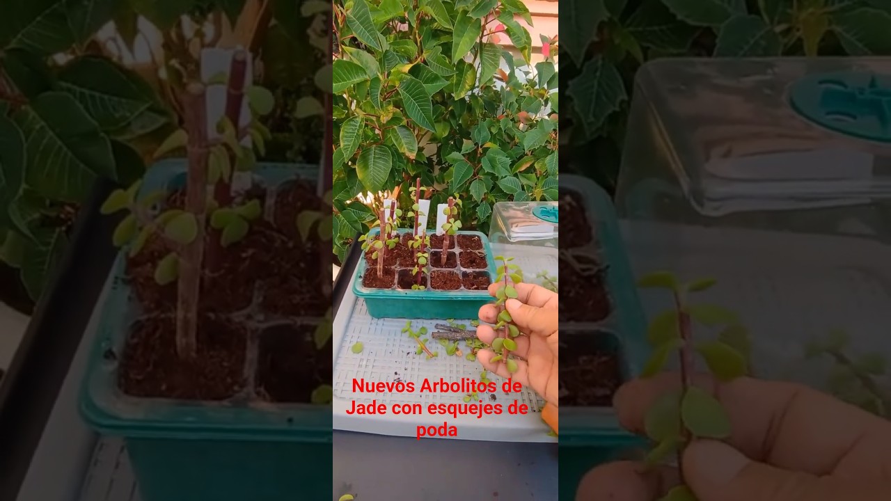 Cómo reproducir nuevos Arbolitos de Jade o portulacaria con 