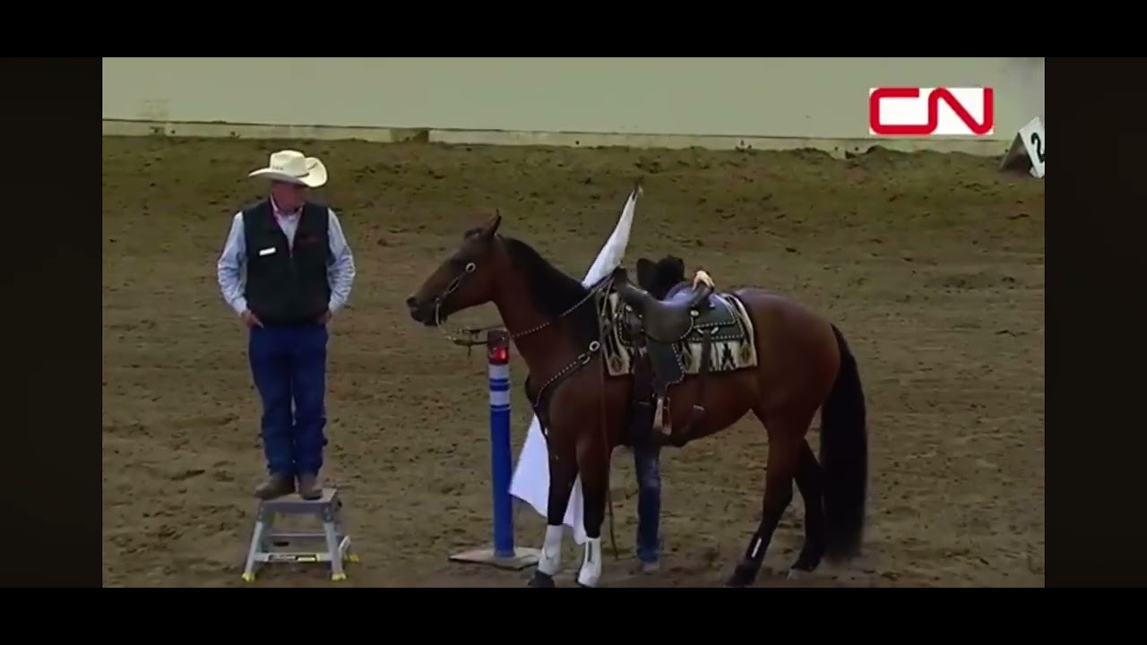 Hannah Howe and High Flying X Tex round 1 Cowboy up Challenge at the Calgary Stampede 2025