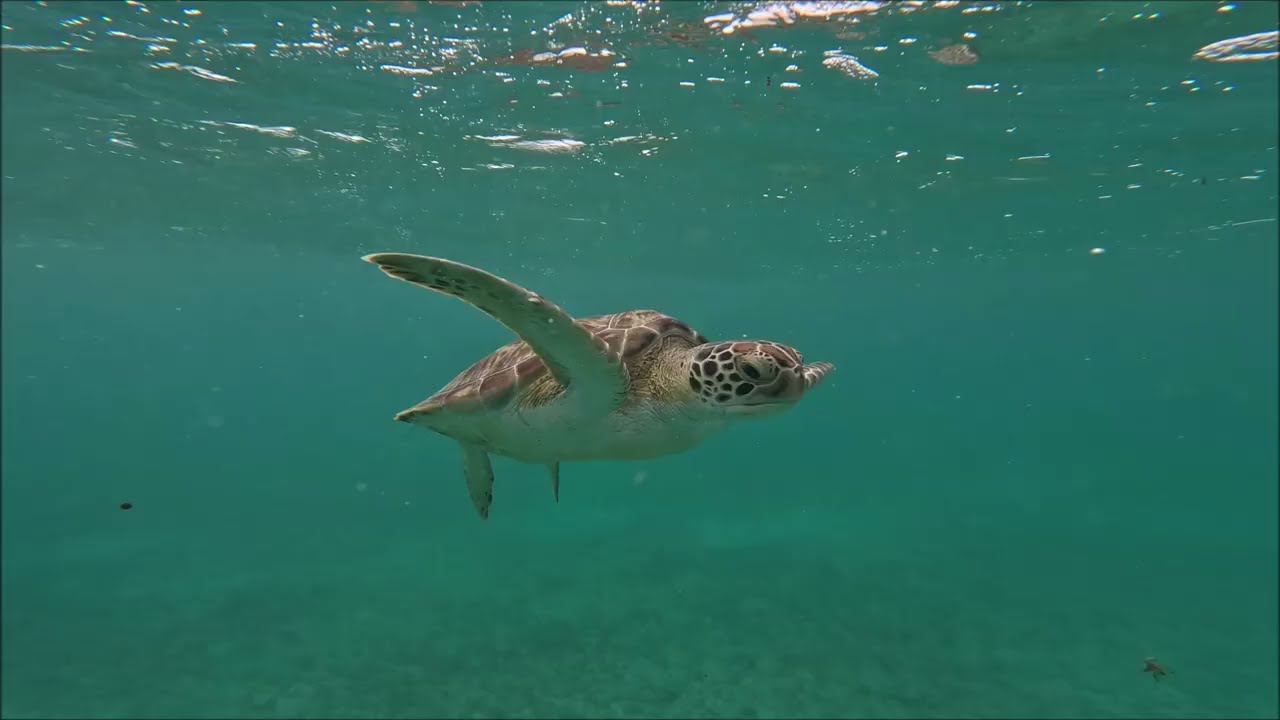 Snorkeling Tulum