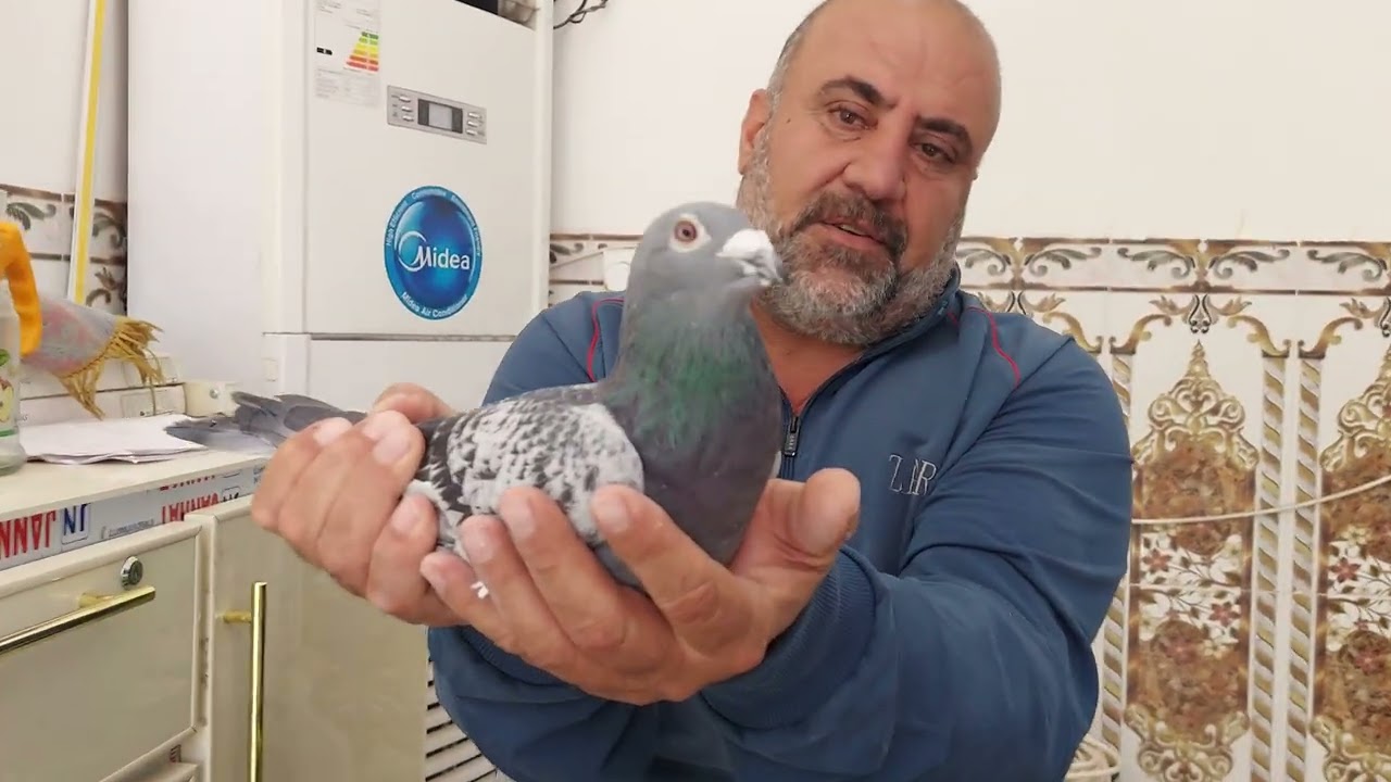 ياالله اليكم حمام السوبر سبرنت القصيرة مزرعة عدنان ابو علي بابل المسيب ٠٧٧١٣٣٥٣١٣٤