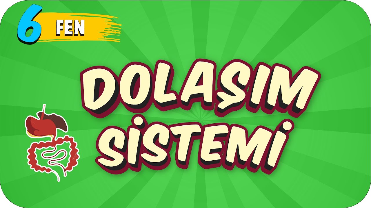 6. Sınıf Fen: Dolaşım Sistemi  #2022