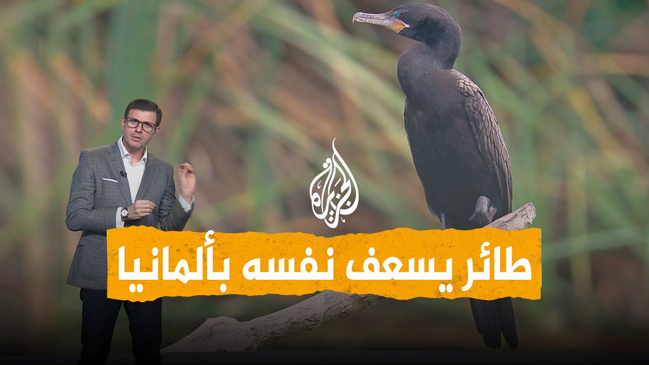 شبكات | طائر جريح يسعف نفسه إلى المستشفى في ألمانيا
