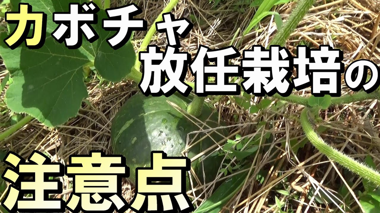 【自然農】カボチャ放任栽培の注意点　2021年7月19日【natural farming】