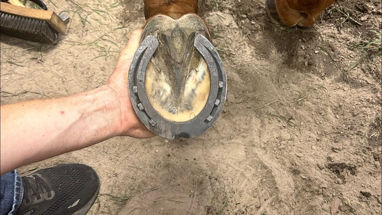 Applying 3/4 fullered handmade horse shoes