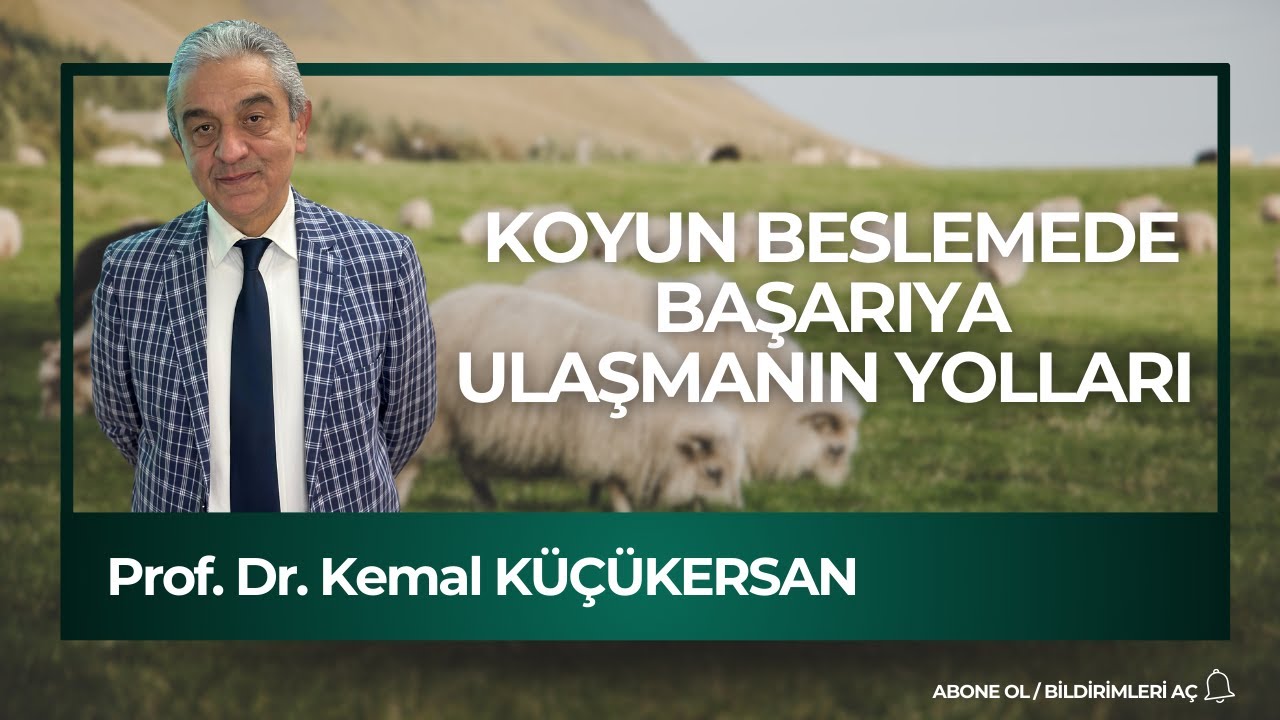 KOYUN BESLEMEDE BAŞARIYA ULAŞMANIN YOLLARI 1