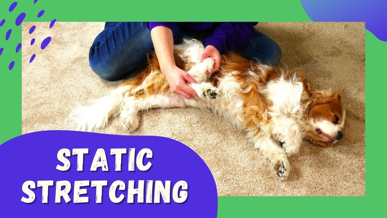 Stretching for Cavalier King Charles Spaniel Dog with Chiari Malformation and Syringomyelia