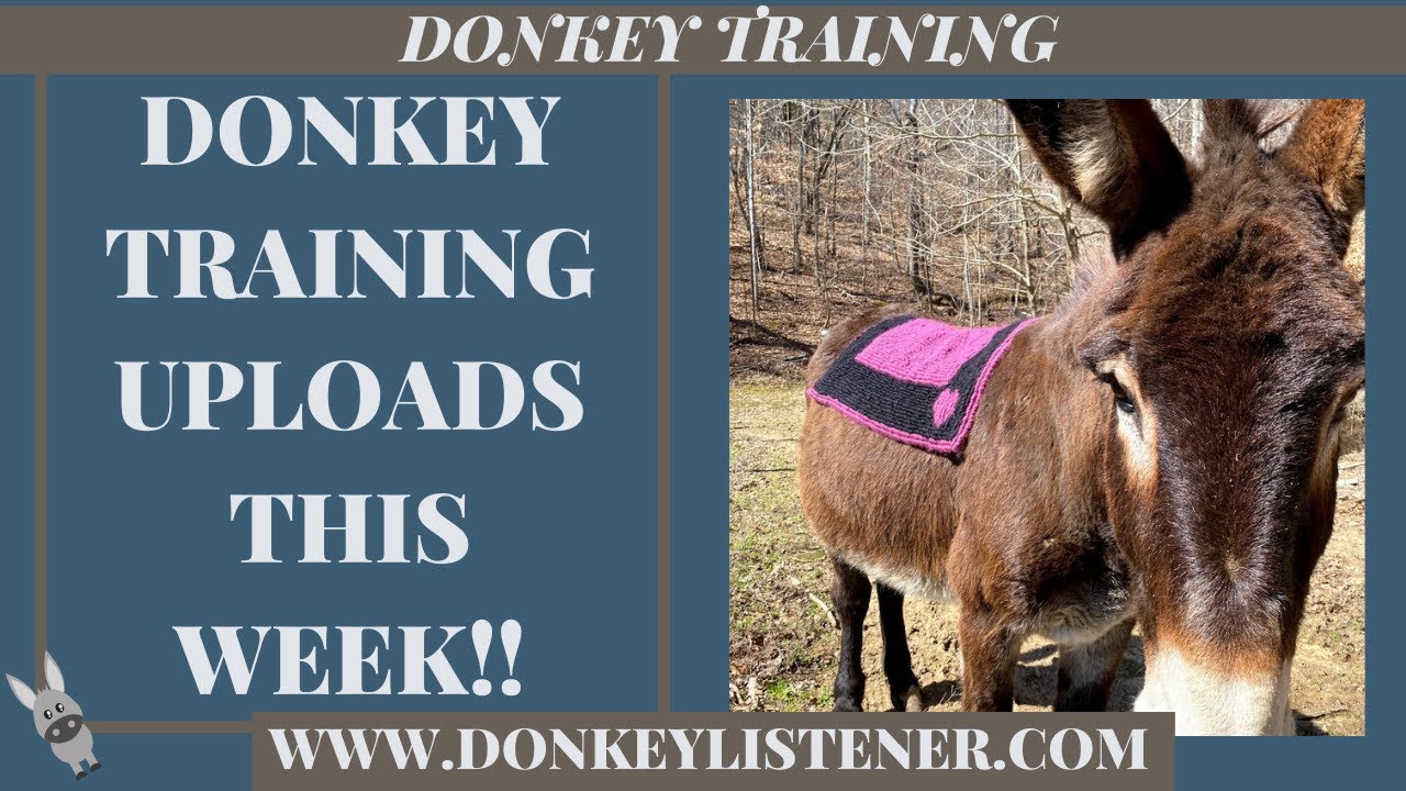 Donkey Training Videos!!
