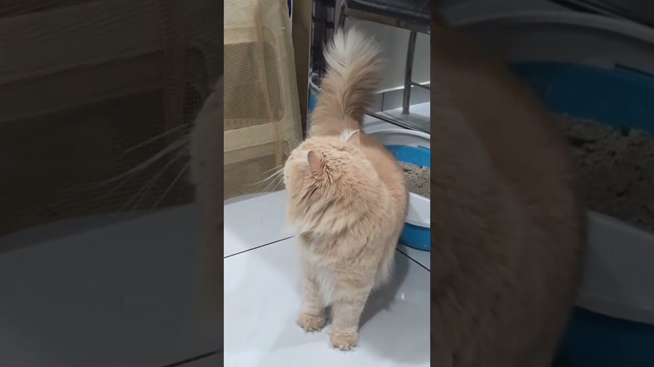 Live: Nomi & Cutie Playing Adorably 🐾 | Cute Cats Live Stream | Funny Cat Moments | Relax & Smile 😻