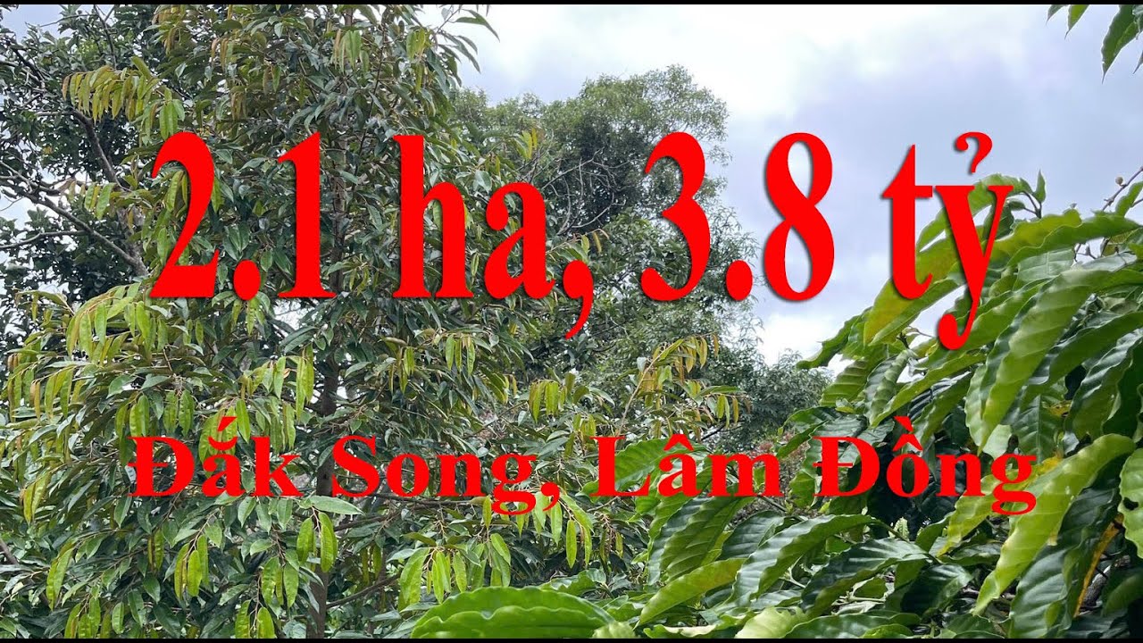 Đất Giá Rẻ, Mua Trồng Cà Phê, EaSup, Đắk Lắk, 4ha, 1,2 tỷ | #VN2 #VNHOME
