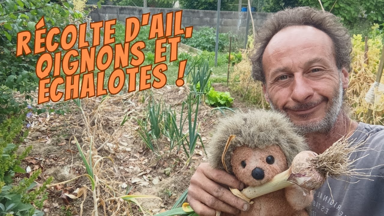 Récolte d'ail rose, oignons et échalotes !