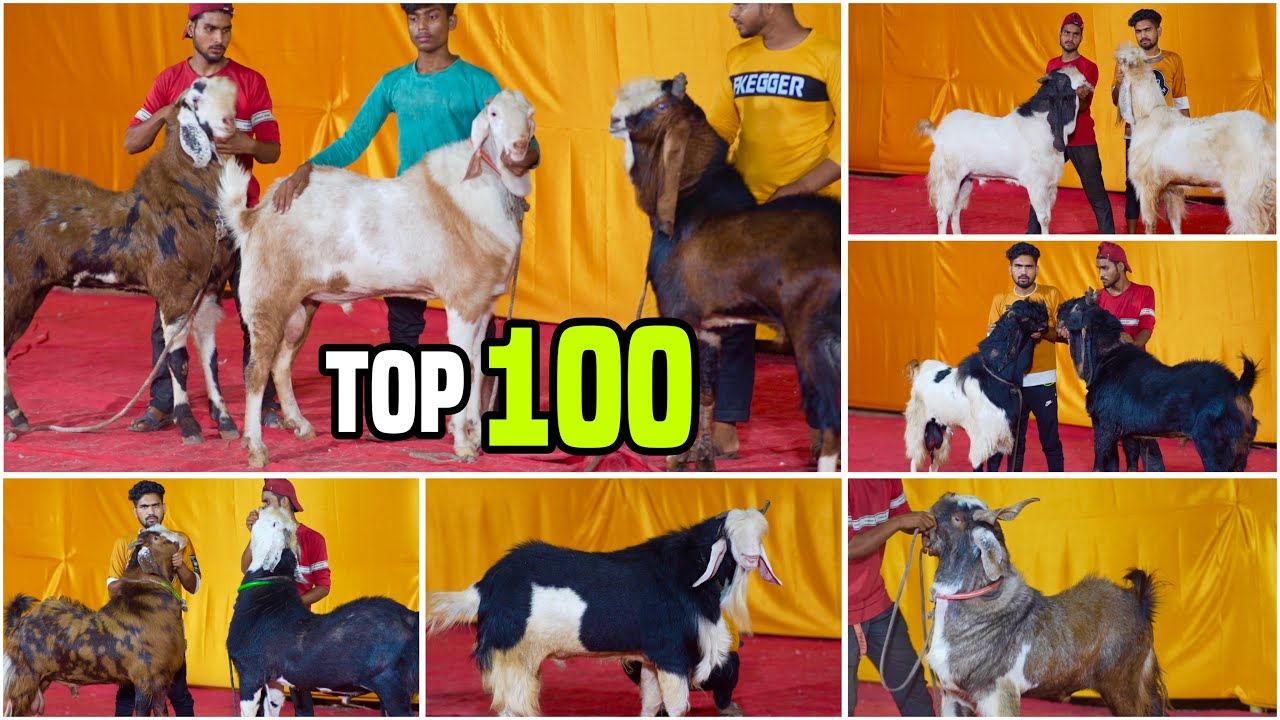 Top 100 Andul Goats of MD Goat Farm Ep 10