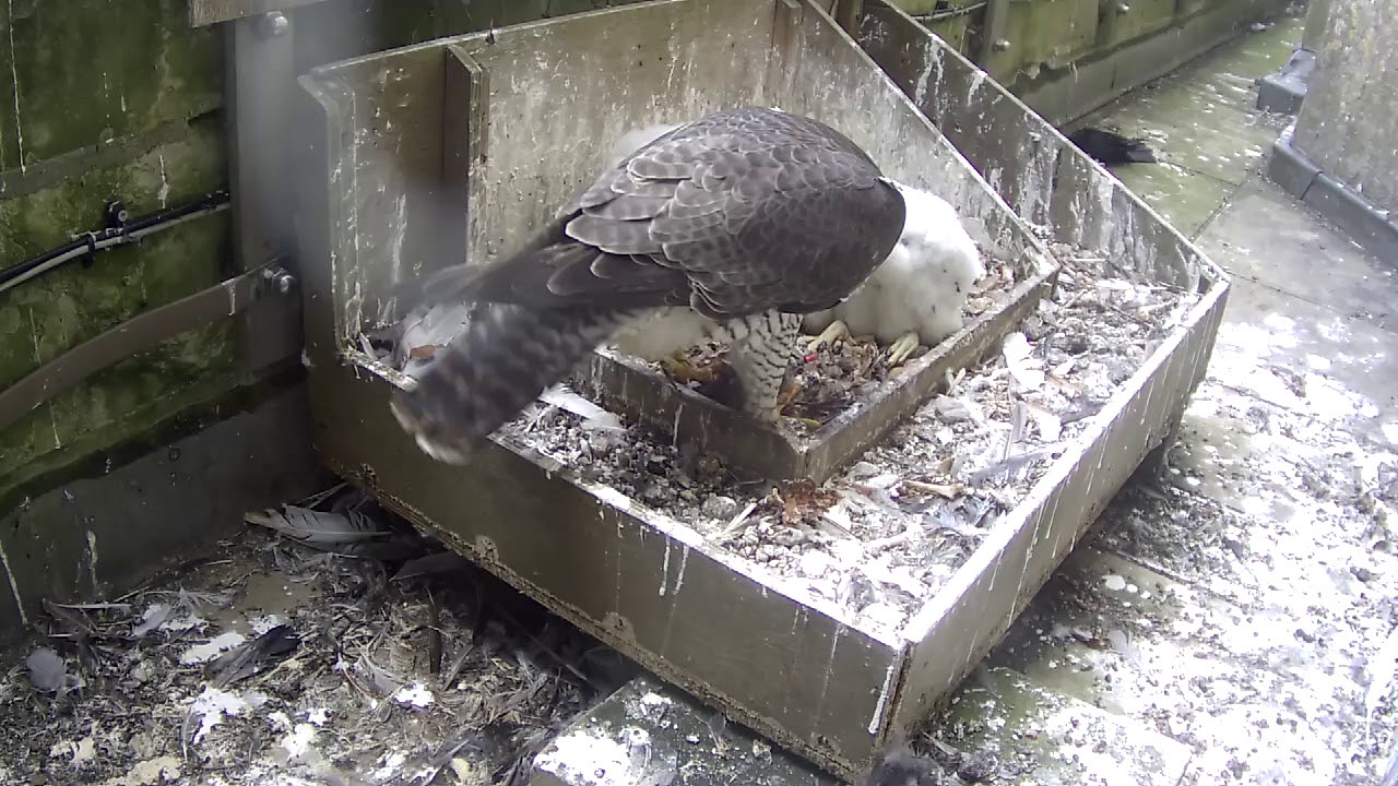 Salisbury Cathedral Peregrine Falcons 8 a.m. morning feed on Weds 5 June 2019 - camera view 1