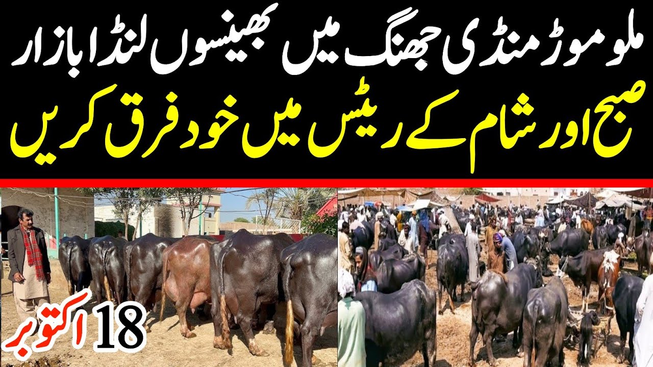Malumor Janwar Mandi Jhang Today | Buffalo Fresh Rates Update 2025 | Buffalo Mandi Pakistan