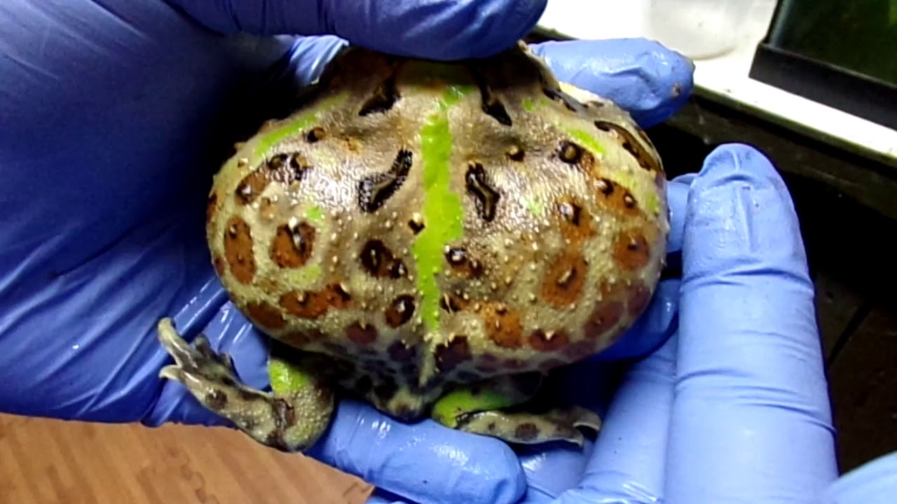 Pacman morph video