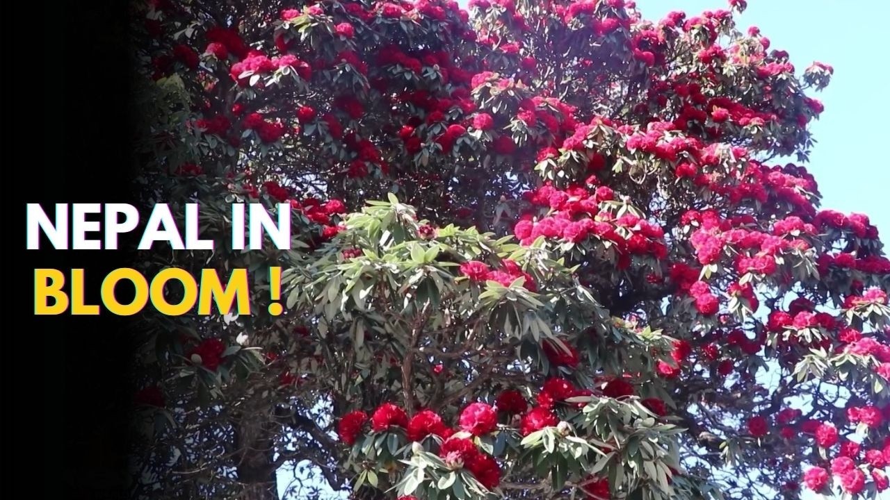 Nepal's Hills Covered in 32 Types of Blooming Rhododendron #NtvWorld #psbnepal #NTV #nepal