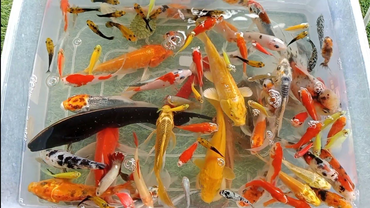 Unboxing ikan warna warni,ikan koi,ikan glawfish,ikan guppy,udang,ikan cupang || Pipi and Toys ||