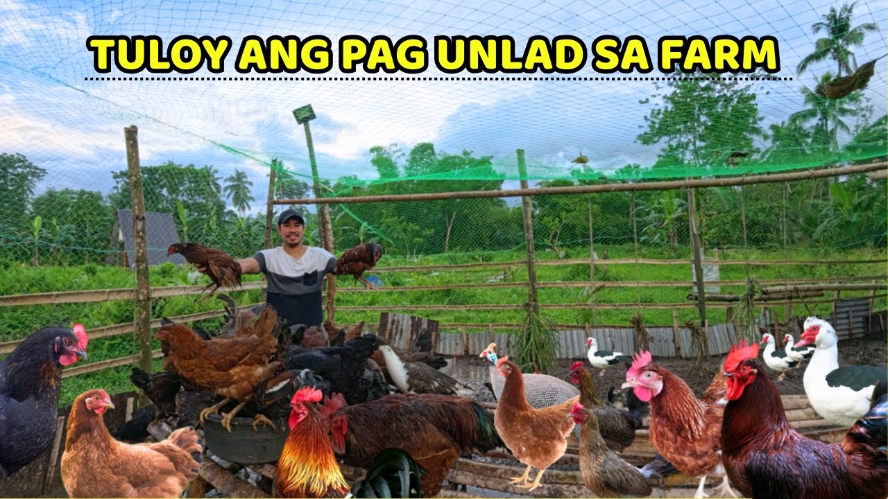 DUMATING NA ANG  RICE HULL - MARAMI NA ANG KAHOY PARA SA TRIANGLE HOUSE AT KULONGAN NG MGA ALAGA