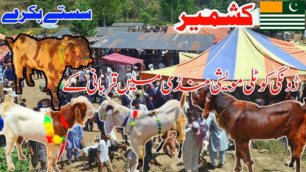 Dongi Bakra Mandi Azad Kashmir | Qurbani K Bakray | Dongi Maveshi Mandi Kotli Azad Kashmir  2025