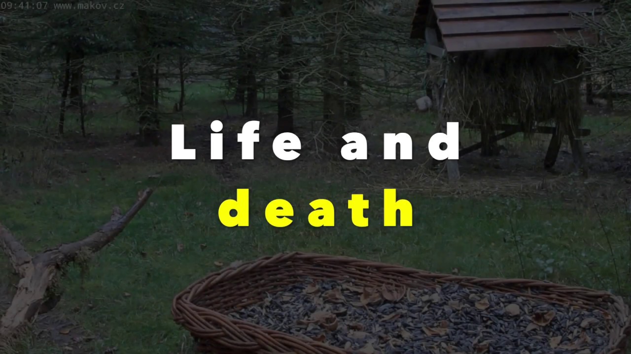 Makov ~ Life and death