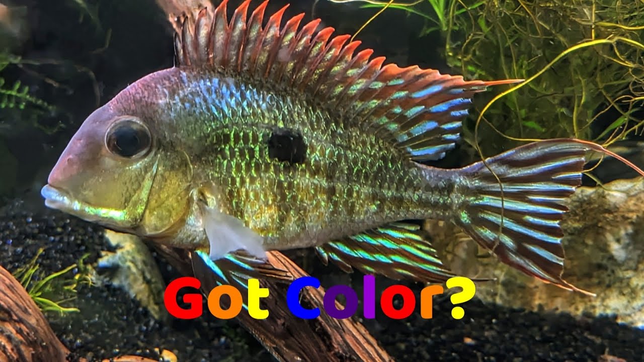 Geophagus Tapajos - Great Beginner Cichlid