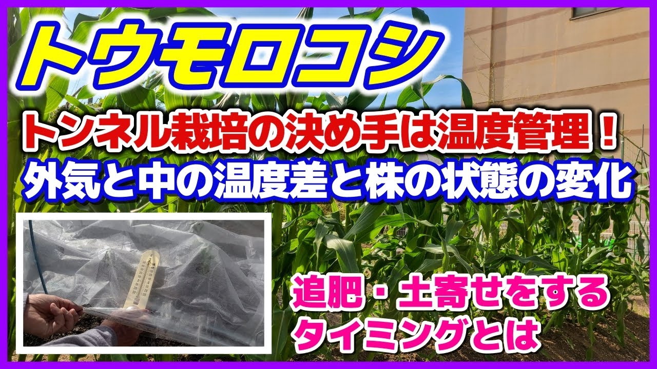トウモロコシのトンネル栽培決め手は温度管理！追肥と土寄せのタイミングは〇〇〇が見えたら　外気温とビニールトンネル内部の温度差と株の状態の変化を検証　穴あきビニールトンネル　とうもろこし栽培／家庭菜園