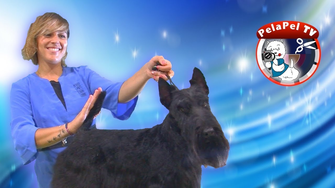 PELUQUERÍA CANINA WORKSHOP STRIPPING SCOTTISH TERRIER CON PATRICIA CAMPOS DE ARTERO CREATIVE TEAM