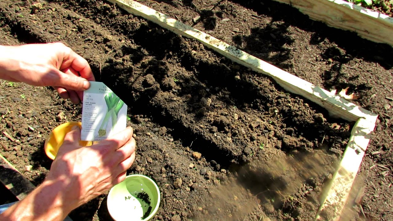 Planting Fall Leeks and Seed Onions in Raised Beds
