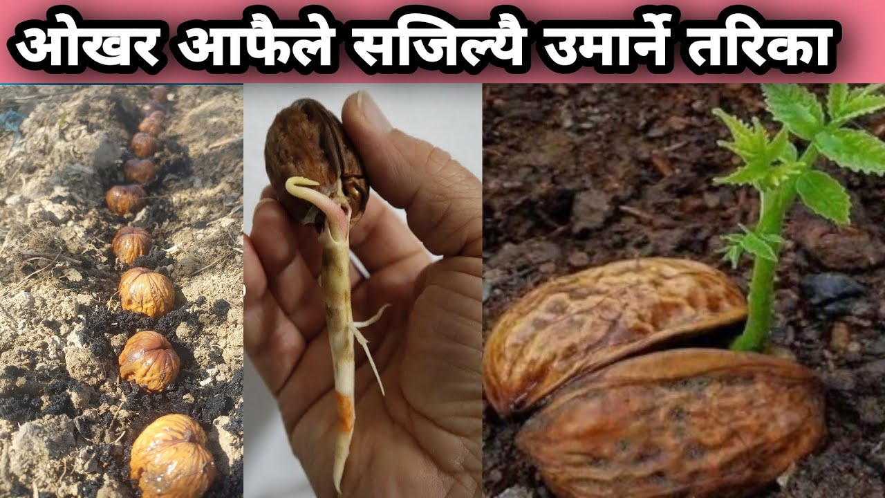 ओखरको दानाबाट बिरुवा सजिल्यै उमार्ने तरिका जान्नुहोस।  ओखर उमार्ने तरिका